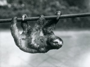 A Three-toed Sloth slowly makes its way along a pole at London Zoo, c.1913 by Frederick William Bond